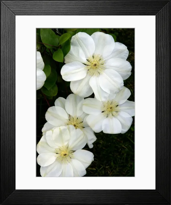 Framed Print : Clematis Marie Boisselot West Sussex garden, UK June. Beautiful white variety that flowers continuously from mid Spring to early Autumn Framed Print : Clematis Marie Boisselot West Sussex garden, UK June. Beautiful white variety that flowers continuously from mid Spring to early Autumn