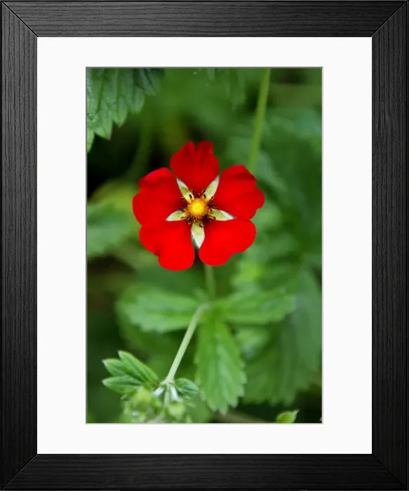 Framed Print : Gibson's Scarket - Flowers produced throughout the summer by this upright perennial. Bloom colours vary from yellow to orange and dark red. Devon, UK June Framed Print : Gibson's Scarket - Flowers produced throughout the summer by this upright perennial. Bloom colours vary from yellow to orange and dark red. Devon, UK June