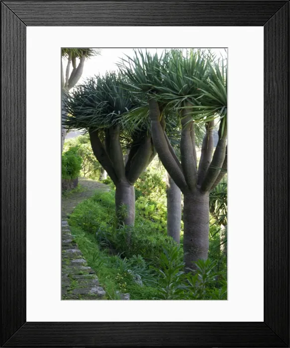 Framed Print : Dragon Trees. A slow growing tree from the Canary Islands, is long lived and may reach 9m high. A good number are to be found in the Botanical Gardens at Las Palmas, Gran Canaria. February. Common name Dragon's Blood Tree Framed Print : Dragon Trees. A slow growing tree from the Canary Islands, is long lived and may reach 9m high. A good number are to be found in the Botanical Gardens at Las Palmas, Gran Canaria. February. Common name Dragon's Blood Tree