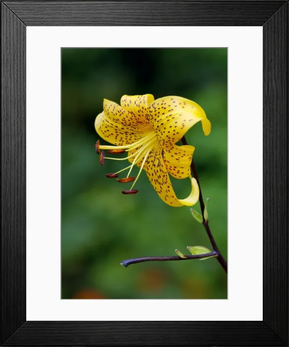 Framed Print : Turk's-cap Lily. The bulb produces up to 12 blooms each summer. Kent garden UK August Framed Print : Turk's-cap Lily. The bulb produces up to 12 blooms each summer. Kent garden UK August