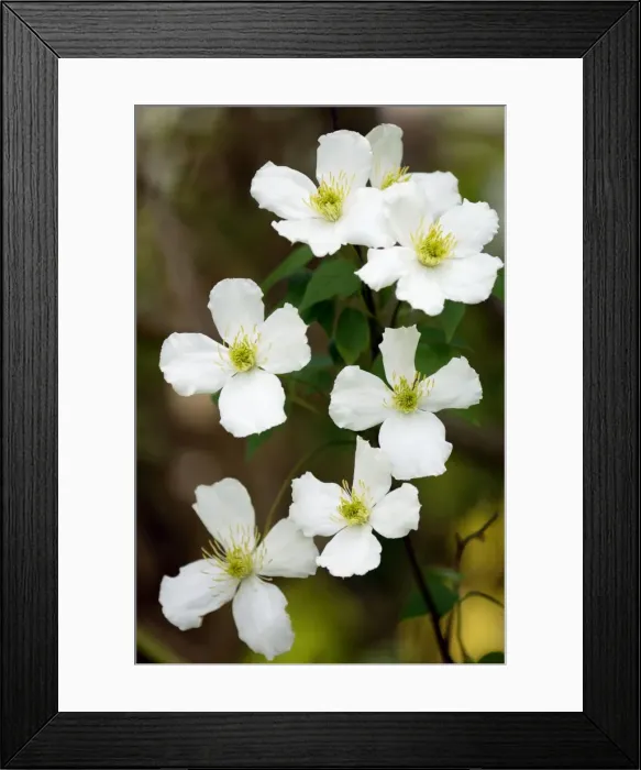 Framed Print : Clematis potaninii - West Sussex garden, UK. May Framed Print : Clematis potaninii - West Sussex garden, UK. May