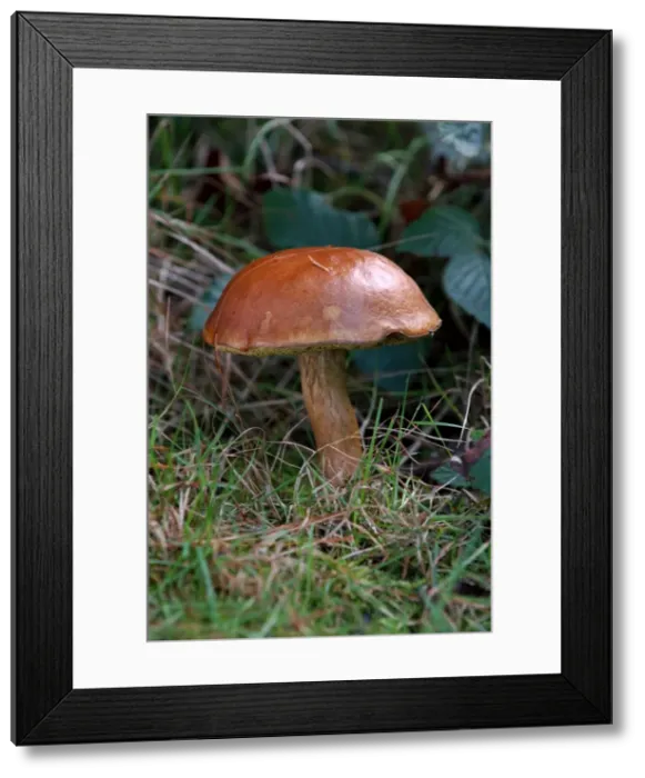 Framed Print : Bay Boletus - Habitat - mixed woods in East Sussex, UK. Good to eat and usually without maggots. October Framed Print : Bay Boletus - Habitat - mixed woods in East Sussex, UK. Good to eat and usually without maggots. October
