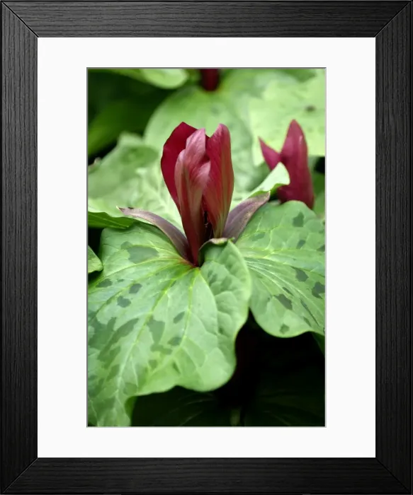 Framed Print : Trillium sessile - Upright scented flowers appear in early Spring. Kent, UK. April Framed Print : Trillium sessile - Upright scented flowers appear in early Spring. Kent, UK. April