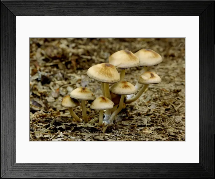 Framed Print : Fungi - Inocybe umbrina - In woodland Framed Print : Fungi - Inocybe umbrina - In woodland