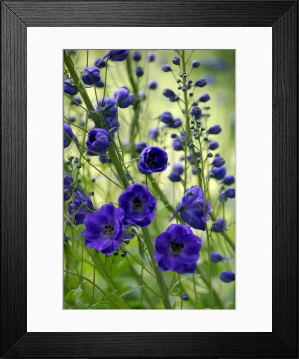 Framed Print : Purple Velvet - A creative effect - back-lit delphinium in soft early morning light. East Sussex garden, UK. June Framed Print : Purple Velvet - A creative effect - back-lit delphinium in soft early morning light. East Sussex garden, UK. June