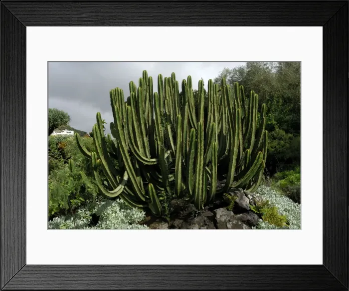 Framed Print : Canary Island Spurge - this plant is endemic to the Canary Islands, hence its name. Common in the coastal and dry regions, and on dry rocky slopes and screes, lava fields, cliffs etc Framed Print : Canary Island Spurge - this plant is endemic to the Canary Islands, hence its name. Common in the coastal and dry regions, and on dry rocky slopes and screes, lava fields, cliffs etc