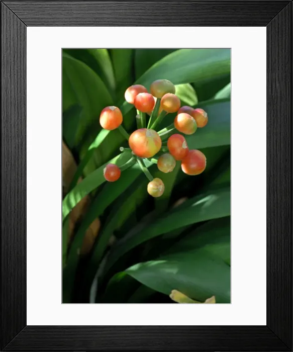 Framed Print : The fruits of Cordia gerascanthus at the Botanical Gardens in Puerto de la Cruz, Tenerife. February Framed Print : The fruits of Cordia gerascanthus at the Botanical Gardens in Puerto de la Cruz, Tenerife. February
