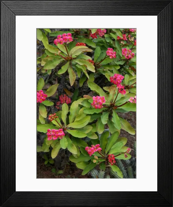 Framed Print : Euphorbia milii - common name Crown of Thorns - Jardin de la Marquesa Botanical Gardens, Arucas, Gran Canaria. February Framed Print : Euphorbia milii - common name Crown of Thorns - Jardin de la Marquesa Botanical Gardens, Arucas, Gran Canaria. February