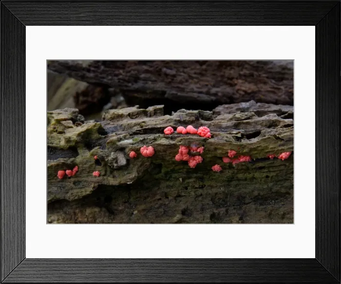 Framed Print : Dacrymyces stillatus - Habitat - on damp & decaying wood, all year round - not edible. Kent woods, UK - October