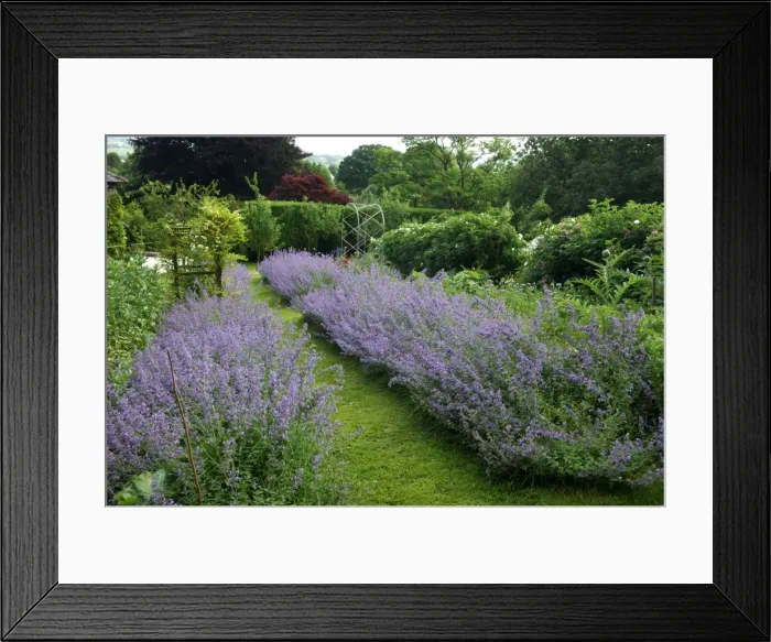 Framed Print : Six Hills Giant - A nice show of Nepeta at a Devon garden, UK. June Framed Print : Six Hills Giant - A nice show of Nepeta at a Devon garden, UK. June