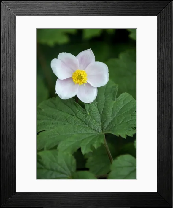 Framed Print : Anemone x hybrida Alba Dura - Shallow cup-shaped flowers that appear from late summer to mid autumn. Kent garden in July Framed Print : Anemone x hybrida Alba Dura - Shallow cup-shaped flowers that appear from late summer to mid autumn. Kent garden in July