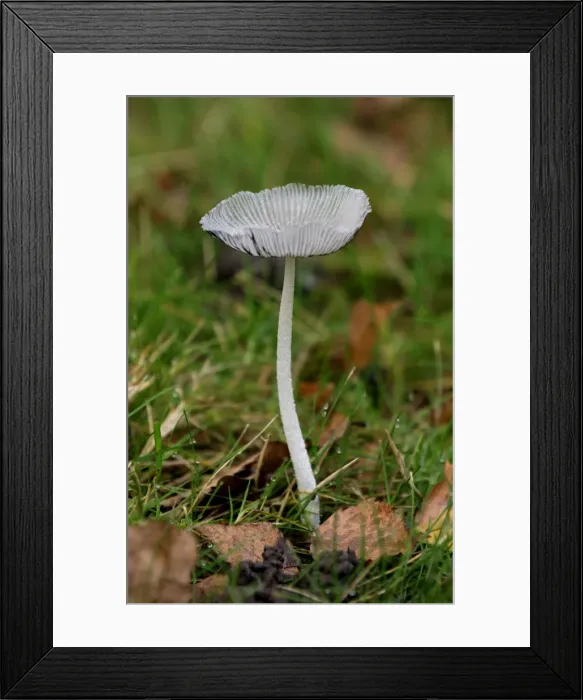 Framed Print : Fungi - Coprinus lagopus - Habitat - solitaty or scattered amongst leaf litter or occasionally in field margins. East Sussex woods, UK - October Framed Print : Fungi - Coprinus lagopus - Habitat - solitaty or scattered amongst leaf litter or occasionally in field margins. East Sussex woods, UK - October