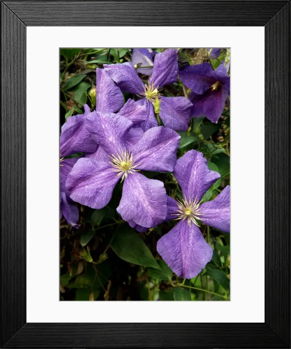 Framed Print : Clematis jackmanii have Clematis viticella parentage - a strong growing variety which flowers from summer to late Autumn. Kent garden in August. UK Framed Print : Clematis jackmanii have Clematis viticella parentage - a strong growing variety which flowers from summer to late Autumn. Kent garden in August. UK