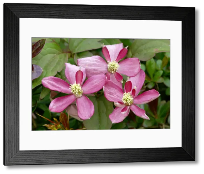 Framed Print : Clematis montana Broughton Star West Sussex garden, UK. May. An unusual free-flowering, two-toned variety