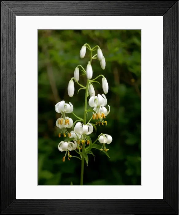 Framed Print : Turk's cap lily - The Lilium album is pure white with unspotted flowers. Devon garden, UK. June Framed Print : Turk's cap lily - The Lilium album is pure white with unspotted flowers. Devon garden, UK. June