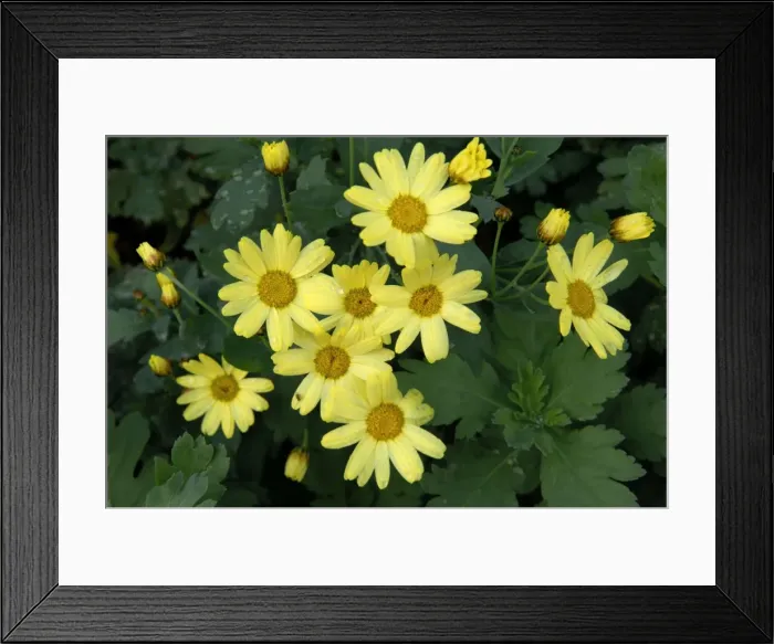 Framed Print : Argyranthemum maderense - February. Small, slender shrub 40 - 70 cm. Endemic to Lanzarote. Can be found in the wild on coastal cliffs and inland rocky areas