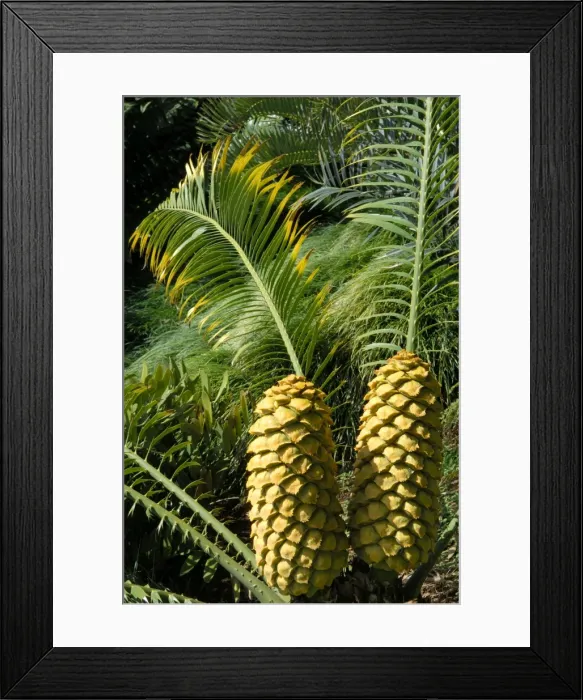 Framed Print : Encephalartos villosus - Femal Cones - Shot at The Botanical Gardens - Madeira in February Framed Print : Encephalartos villosus - Femal Cones - Shot at The Botanical Gardens - Madeira in February