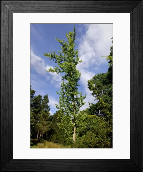 Framed Print : Maidenhair Tree - Bedgebury Pinetum, Goudhurst, Kent, UK. August. This example is typical of the female tree grown in Britain, being tall and narrow Framed Print : Maidenhair Tree - Bedgebury Pinetum, Goudhurst, Kent, UK. August. This example is typical of the female tree grown in Britain, being tall and narrow
