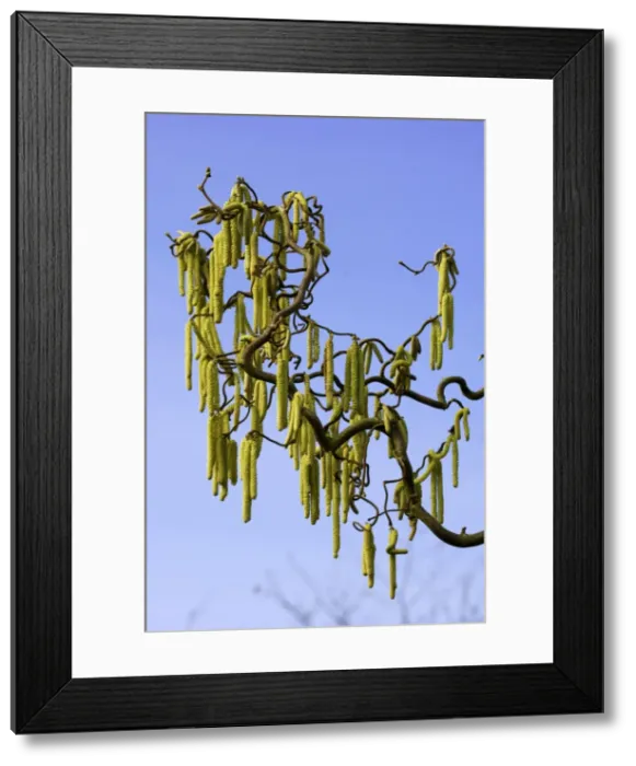 Framed Print : Male catkins of Corkscrew Hazel or cobnut. The catkins arrive in late winter to early spring before mid green leaves appear. Kent garden. March Framed Print : Male catkins of Corkscrew Hazel or cobnut. The catkins arrive in late winter to early spring before mid green leaves appear. Kent garden. March