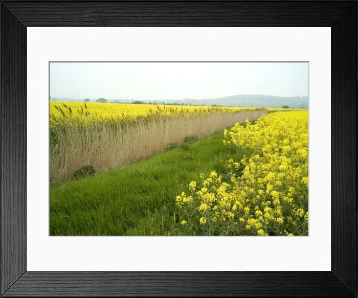 Framed Print : Rape - Farming - Romney Marsh, Kent, UK. Historically these flat low lying areas of Romney Marsh were almost exclusively devoted to sheep farming. All this has changed, and rape production is featured quite strongly. End April Framed Print : Rape - Farming - Romney Marsh, Kent, UK. Historically these flat low lying areas of Romney Marsh were almost exclusively devoted to sheep farming. All this has changed, and rape production is featured quite strongly. End April