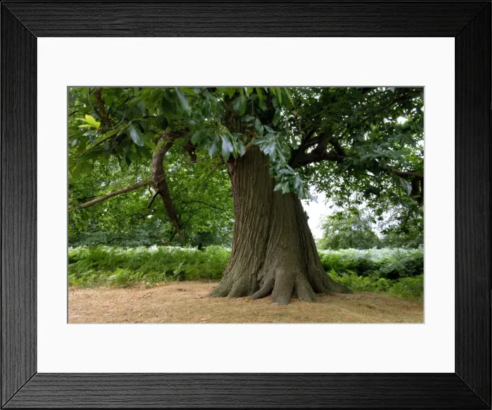 Framed Print : Sweet Chestnut - Trunk. A significant feature is the spiral or twisted bark fissures on mature trees. Knole (National Trust), Sevenoaks, Kent, UK. August Framed Print : Sweet Chestnut - Trunk. A significant feature is the spiral or twisted bark fissures on mature trees. Knole (National Trust), Sevenoaks, Kent, UK. August