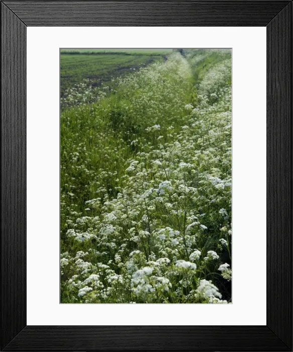 Framed Print : Cow Parsley - both banks of this dyke are smothered with Cow Parsley - Romney Marsh, Kent. June Framed Print : Cow Parsley - both banks of this dyke are smothered with Cow Parsley - Romney Marsh, Kent. June