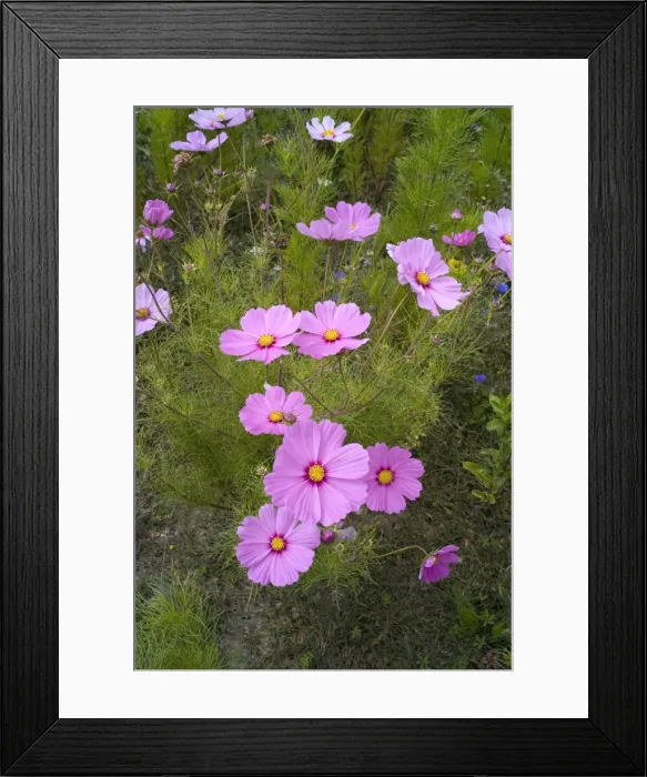 Framed Print : Acres of cosmos can be seen on field borders in France - particularly in the Loire district. Although the cosmos is not necessarily adjacent to vineyards, apparently it has been planted to attract the diminishing bee numbers. August Framed Print : Acres of cosmos can be seen on field borders in France - particularly in the Loire district. Although the cosmos is not necessarily adjacent to vineyards, apparently it has been planted to attract the diminishing bee numbers. August