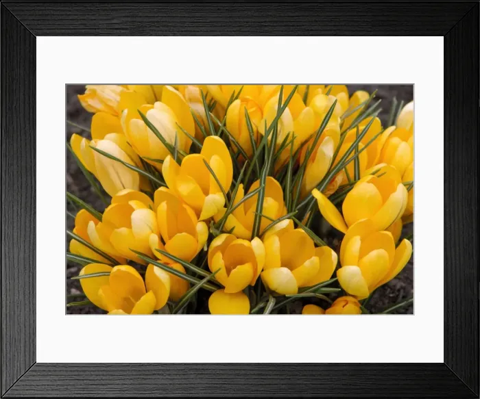 Framed Print : A bunch of Golden Crocuses - long established garden originals at a Kent garden. March Framed Print : A bunch of Golden Crocuses - long established garden originals at a Kent garden. March