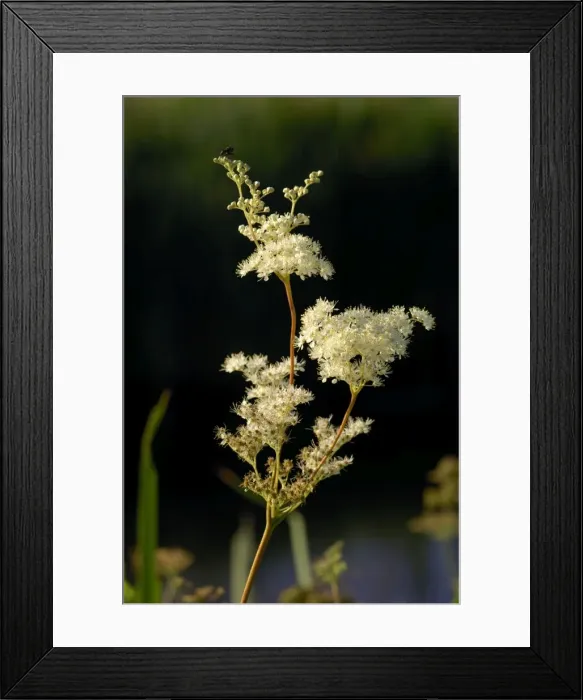 Framed Print : Meadowsweet - A tall hairless perennial of flowers in dense clusters, creamy and fragrant. July. Habitat - marshes, fens, swamps etc. Here it was seen on the banks of the Great Western Canal, Devon, UK Framed Print : Meadowsweet - A tall hairless perennial of flowers in dense clusters, creamy and fragrant. July. Habitat - marshes, fens, swamps etc. Here it was seen on the banks of the Great Western Canal, Devon, UK