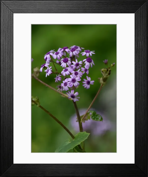 Framed Print : Pericallis webbii - photographed in the wild. Very common in the north of Gran Canaria from the coastal region to the mountains. February Framed Print : Pericallis webbii - photographed in the wild. Very common in the north of Gran Canaria from the coastal region to the mountains. February