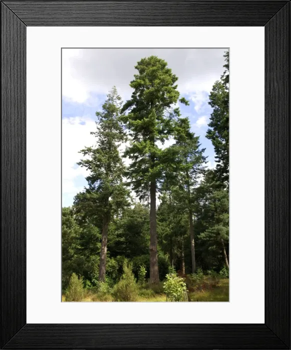 Framed Print : Douglas-Fir - Bedgebury Pinetum, Goudhurst, Kent, UK. August Framed Print : Douglas-Fir - Bedgebury Pinetum, Goudhurst, Kent, UK. August