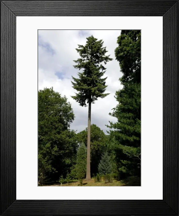 Framed Print : Douglas Fir Wakehurst Place. August Framed Print : Douglas Fir Wakehurst Place. August