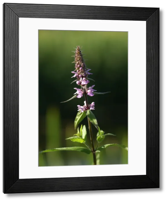 Framed Print : Marsh Woundwort - This is a creeping perennial, slightly aromatic, with a preference for a damp habitat. Here it was photographed by the Great Western Canal in Devon, UK. July Framed Print : Marsh Woundwort - This is a creeping perennial, slightly aromatic, with a preference for a damp habitat. Here it was photographed by the Great Western Canal in Devon, UK. July