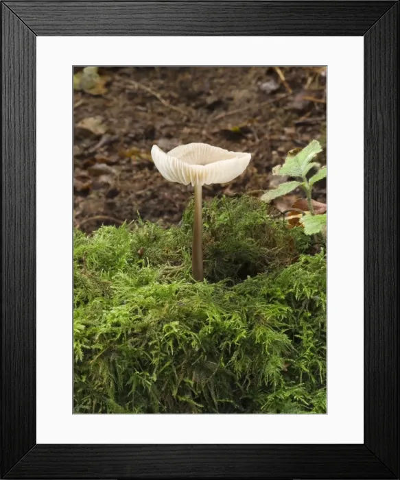 Framed Print : Nolanea cetrata. Habitat - under conifer, sometimes in sphagnum moss. Frequent but not edible. October. Nap Wood Nature Reserve, East Sussex. UK Framed Print : Nolanea cetrata. Habitat - under conifer, sometimes in sphagnum moss. Frequent but not edible. October. Nap Wood Nature Reserve, East Sussex. UK
