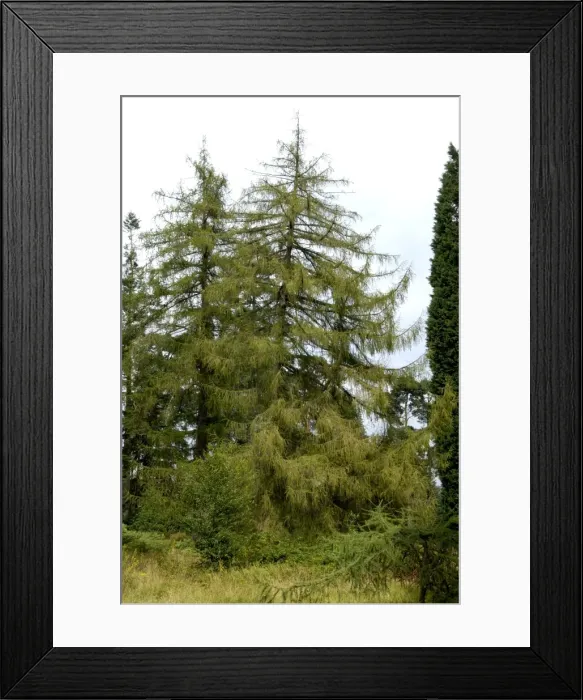 Framed Print : Silesian / European Larch - The National Pinetum, Bedgebury, Kent, UK. August Framed Print : Silesian / European Larch - The National Pinetum, Bedgebury, Kent, UK. August