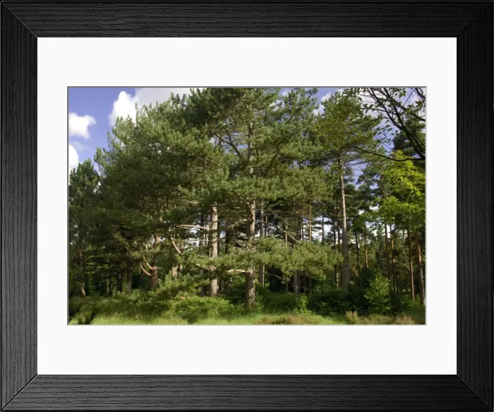 Framed Print : A group of Maritime / Corsican Pine in Bedgebury Pinetum, Goundhurst, Kent. August. It is clear that a particular tree genus are planted in groups within the park Framed Print : A group of Maritime / Corsican Pine in Bedgebury Pinetum, Goundhurst, Kent. August. It is clear that a particular tree genus are planted in groups within the park