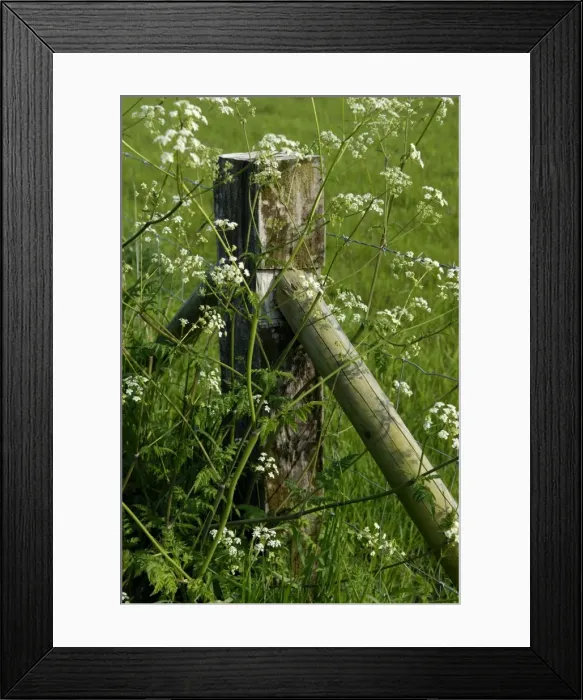 Framed Print : Cow Parsley - This is a typical example of fence and post used to control sheep movement on Romney Marsh. In June the Cow Parsley becomes very dominant. Kent, UK Framed Print : Cow Parsley - This is a typical example of fence and post used to control sheep movement on Romney Marsh. In June the Cow Parsley becomes very dominant. Kent, UK