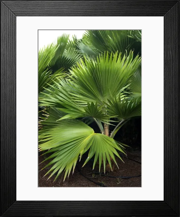 Framed Print : Pritchardia munroii - Botanical Gardens, Las Palmas, Gran Canaria Framed Print : Pritchardia munroii - Botanical Gardens, Las Palmas, Gran Canaria
