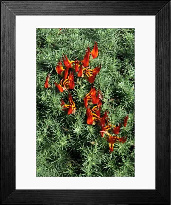 Framed Print : Lotus berthelotii - a pendulous cliff plant with woody rootstock. Botanical Gardens. Las Palmas, Gran Canaria. February. Canary Island native - virtually extinct in the wild Framed Print : Lotus berthelotii - a pendulous cliff plant with woody rootstock. Botanical Gardens. Las Palmas, Gran Canaria. February. Canary Island native - virtually extinct in the wild
