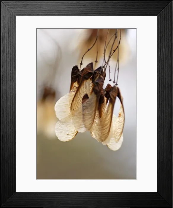 Framed Print : Amur Maple - The fruits hang in nodding bunches and remain on the tree well into winter. Kent garden. UK January Framed Print : Amur Maple - The fruits hang in nodding bunches and remain on the tree well into winter. Kent garden. UK January