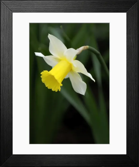 Framed Print : An early flowering variety of daffodil - long established in this East Sussex garden - UK - March Framed Print : An early flowering variety of daffodil - long established in this East Sussex garden - UK - March