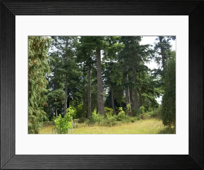 Framed Print : A group of Douglas Fir in Bedgebury Pinetum, Goudhurst, Kent. UK. August Framed Print : A group of Douglas Fir in Bedgebury Pinetum, Goudhurst, Kent. UK. August