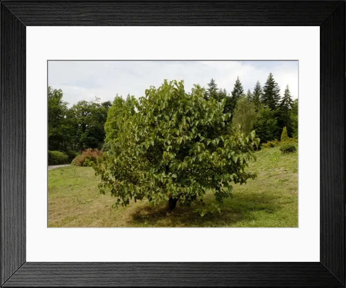 Framed Print : White Mulberry - approx. 10 years old, and seen at The National Pinetum, Bedgebury, Kent, UK. Aug Framed Print : White Mulberry - approx. 10 years old, and seen at The National Pinetum, Bedgebury, Kent, UK. Aug