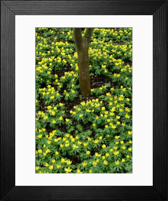 Framed Print : Winter aconite - Kent garden. The flower is stalkless and cup-shaped with a clump-forming tuber. Flowering from late winter to early spring. February Framed Print : Winter aconite - Kent garden. The flower is stalkless and cup-shaped with a clump-forming tuber. Flowering from late winter to early spring. February