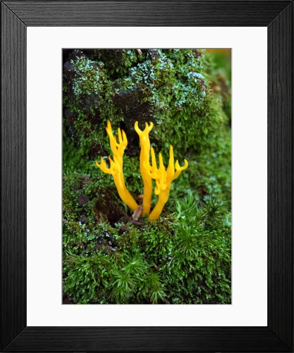 Framed Print : Yellow Antler Fungus - is a fruit body that is firmly attached to conifer stumps or roots. Season - autumn, common and not edible Framed Print : Yellow Antler Fungus - is a fruit body that is firmly attached to conifer stumps or roots. Season - autumn, common and not edible