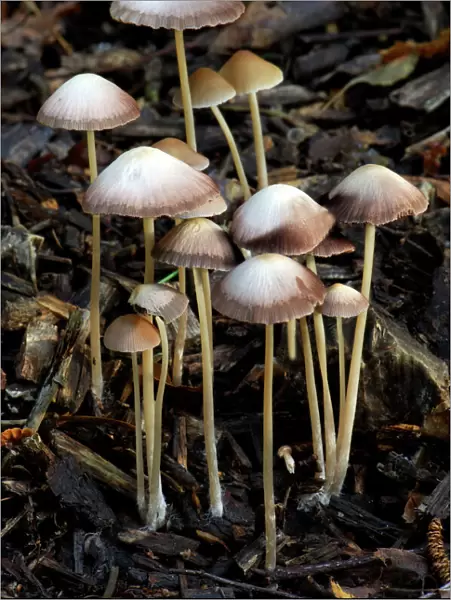 A group of Mycena found in mixed woodland growing out of buried twigs and charred wood chippings. Season - autumn. Edibility - not known