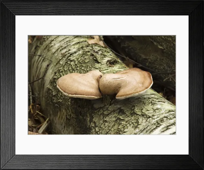 Framed Print : Birch Polypore. Habitat on birch - fruit bodies remain intact from one year into the next. Very common. Not edible. October Framed Print : Birch Polypore. Habitat on birch - fruit bodies remain intact from one year into the next. Very common. Not edible. October