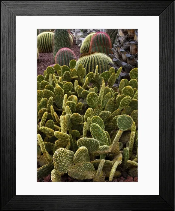 Framed Print : Bunny Ear cactus - Jardin de la Marquesa Botanical Gardens, Arucas, Gran Canaria. February. A garden that specialises in growing numerous varieties of cacti Framed Print : Bunny Ear cactus - Jardin de la Marquesa Botanical Gardens, Arucas, Gran Canaria. February. A garden that specialises in growing numerous varieties of cacti