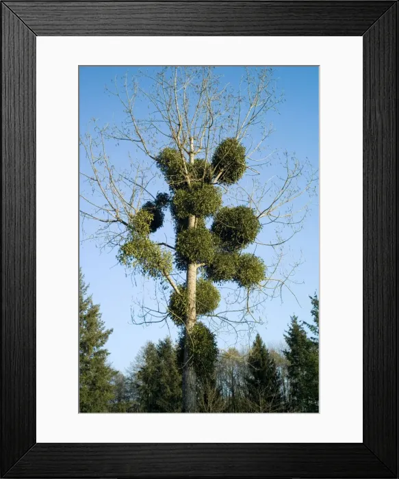 Framed Print : Mistletoe - Viscum album on poplar tree. Mistletoe is a parasitic plant that growns on the branches of host trees i. e. Malus, Poplar and Lime. This shot was taken in The Loire, France, and quite a common sight. June Framed Print : Mistletoe - Viscum album on poplar tree. Mistletoe is a parasitic plant that growns on the branches of host trees i. e. Malus, Poplar and Lime. This shot was taken in The Loire, France, and quite a common sight. June