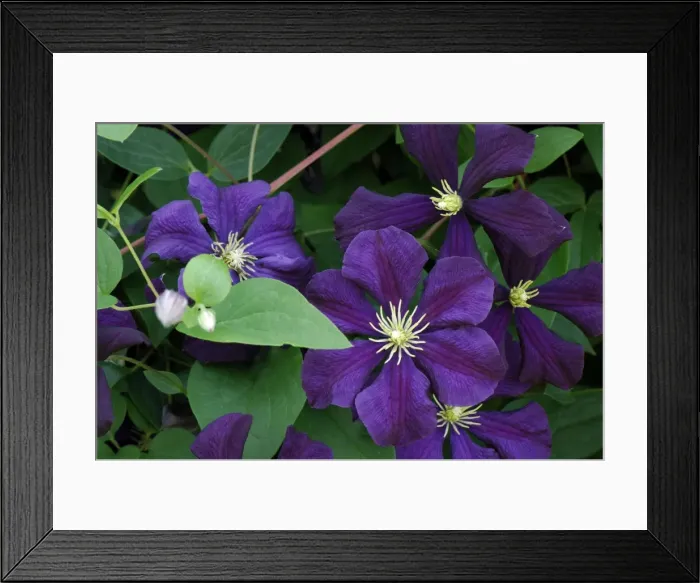 Framed Print : Clematis Etoile Violette - Set against the high wall within the walled garden in this Hampshire garden, UK This variety belongs to the Vitichella Group, is hardy and disease resistant. July Framed Print : Clematis Etoile Violette - Set against the high wall within the walled garden in this Hampshire garden, UK This variety belongs to the Vitichella Group, is hardy and disease resistant. July